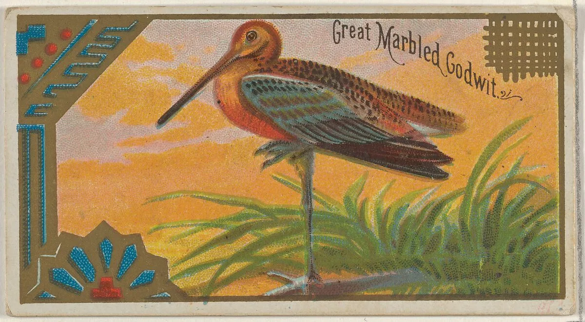 Great Marbled Godwit, from the Game Birds series (N13) for Allen & Ginter Cigarettes Brands — Allen & Ginter|George S. Harris & Sons