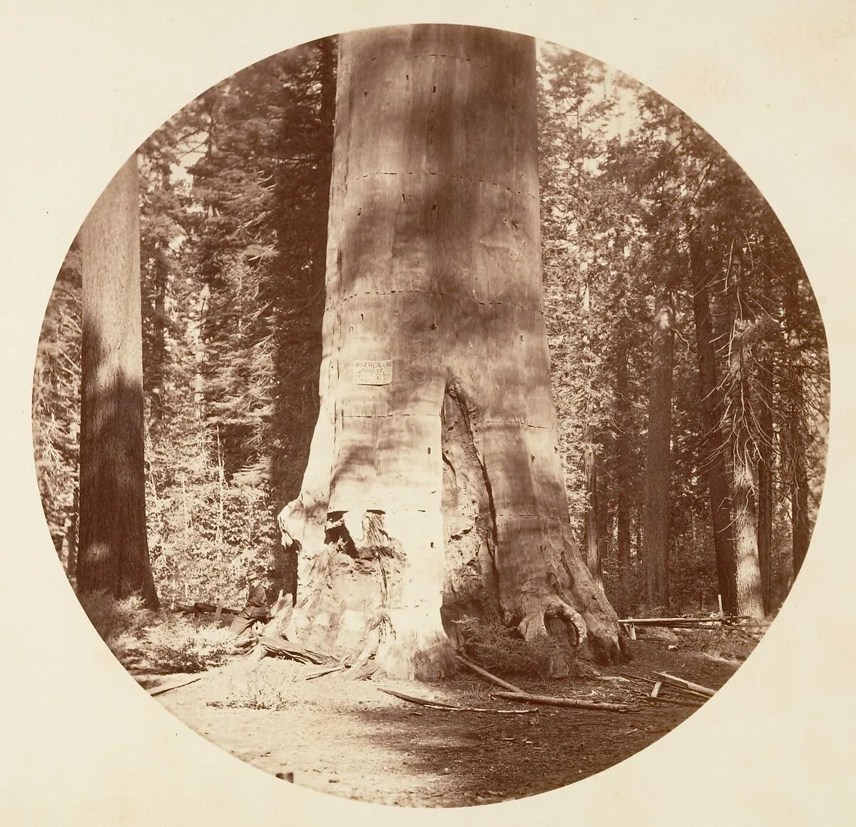 The Mother of the Forest - Calaveras Grove — Carleton E. Watkins
