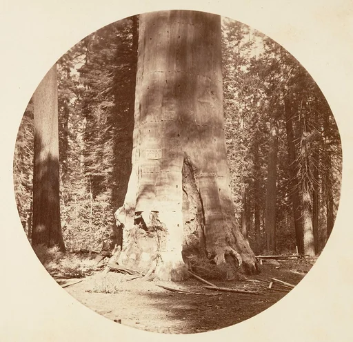 The Mother of the Forest - Calaveras Grove