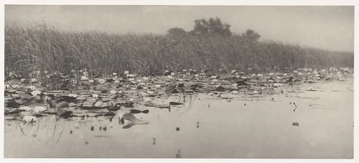 Water-Lilies