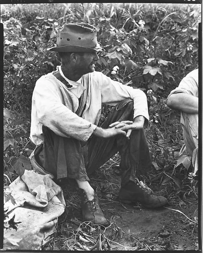 [Bud Fields Seated in Cotton Field, Hale County, Alabama]