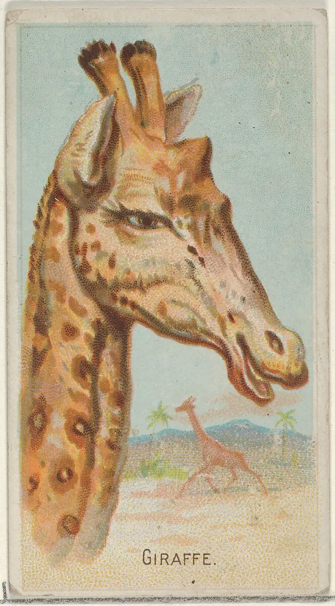 Giraffe, from the Wild Animals of the World series (N25) for Allen & Ginter Cigarettes — Allen & Ginter|George S. Harris & Sons
