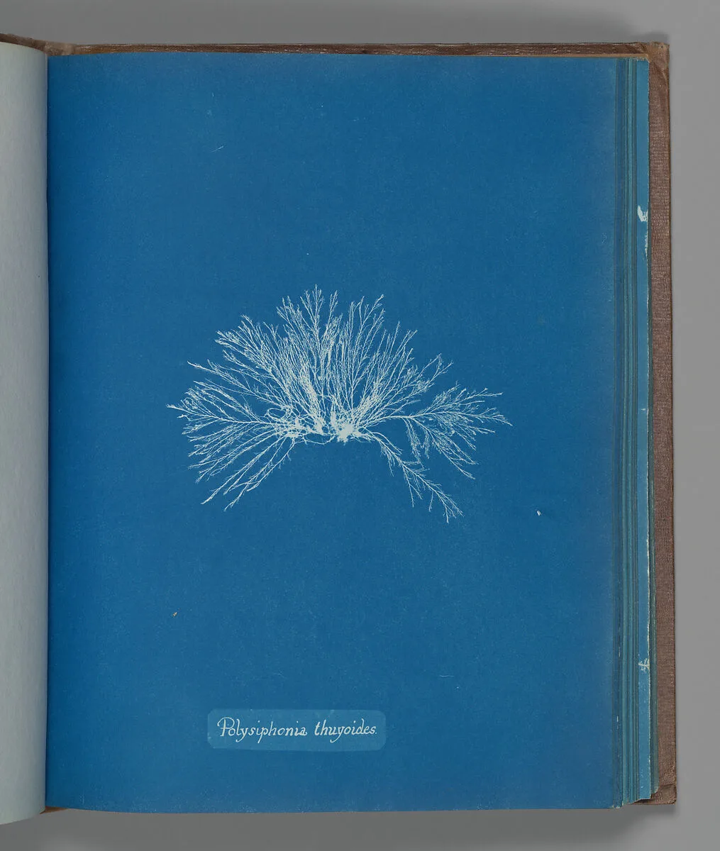 Polysiphonia thuyoides — Anna Atkins