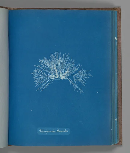 Polysiphonia thuyoides
