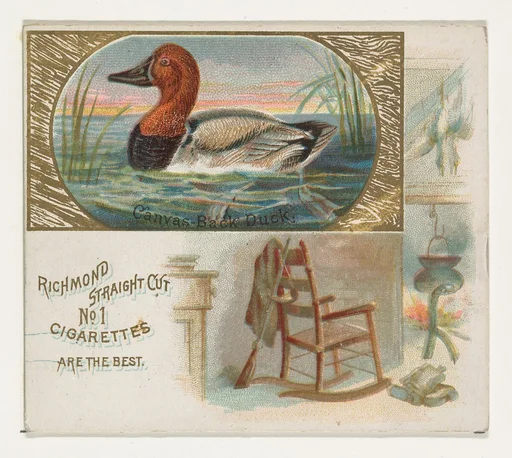 Canvas-Back Duck, from the Game Birds series (N40) for Allen & Ginter Cigarettes