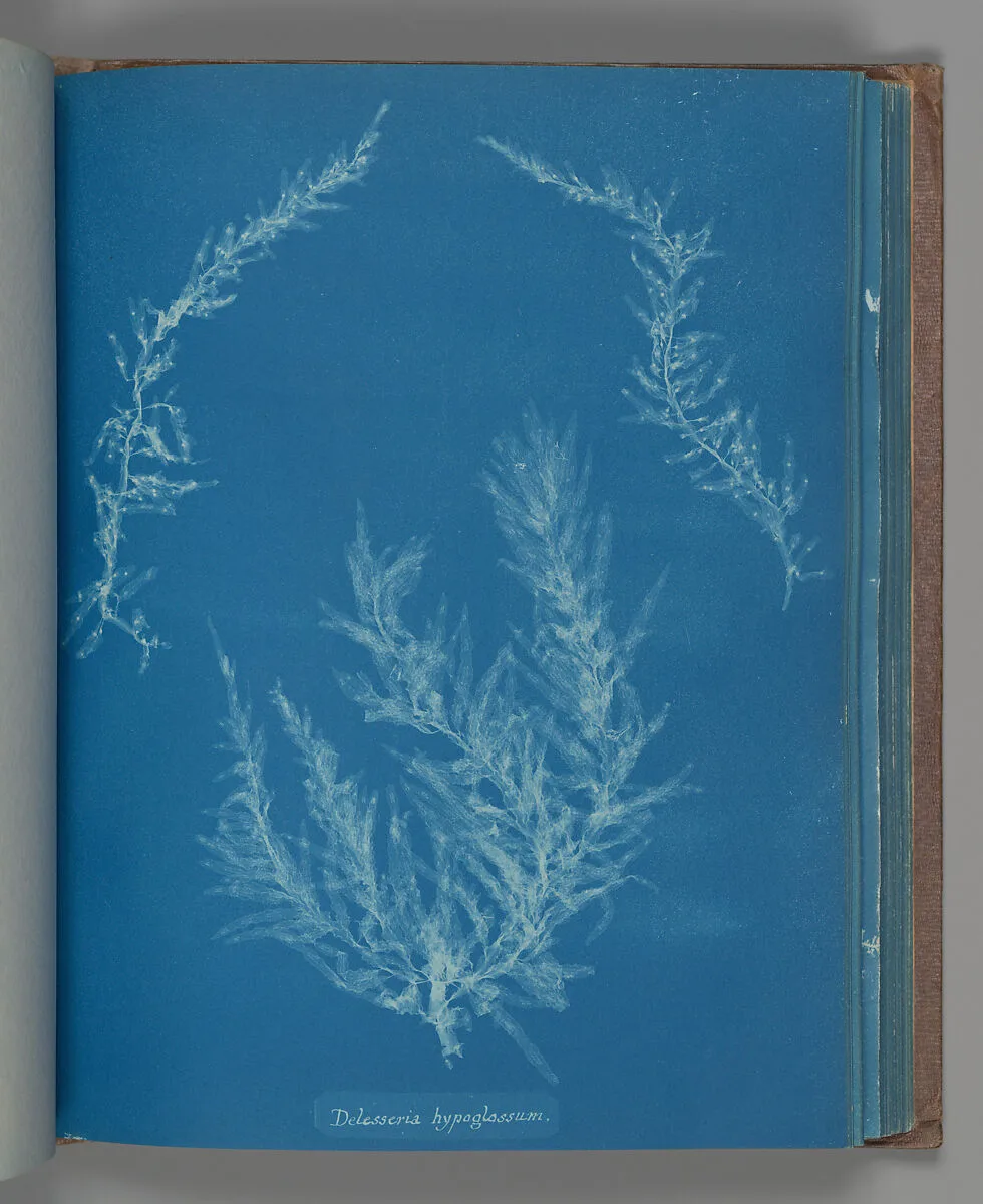 Delesseria hypoglassum — Anna Atkins