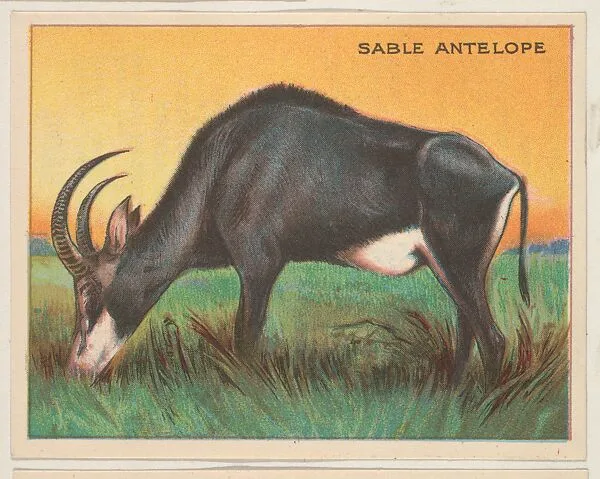 Sable Antelope, collector card from the Animals series (D9), issued by the Weber Baking Company to promote Onist Milk and Pullman Bread — Weber Baking Company