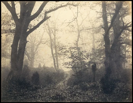 [Fontainebleau Forest]