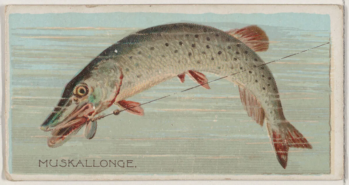 Muskallonge, from the series Fishers and Fish (N74) for Duke brand cigarettes — W. Duke, Sons & Co.|Knapp & Company