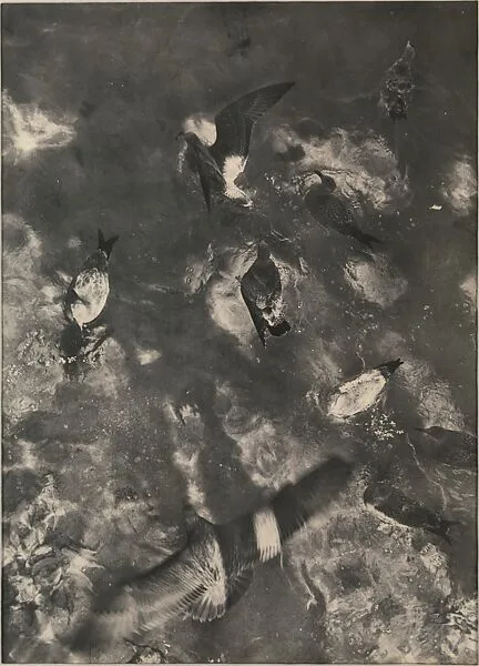 Seagulls — Sid Grossman
