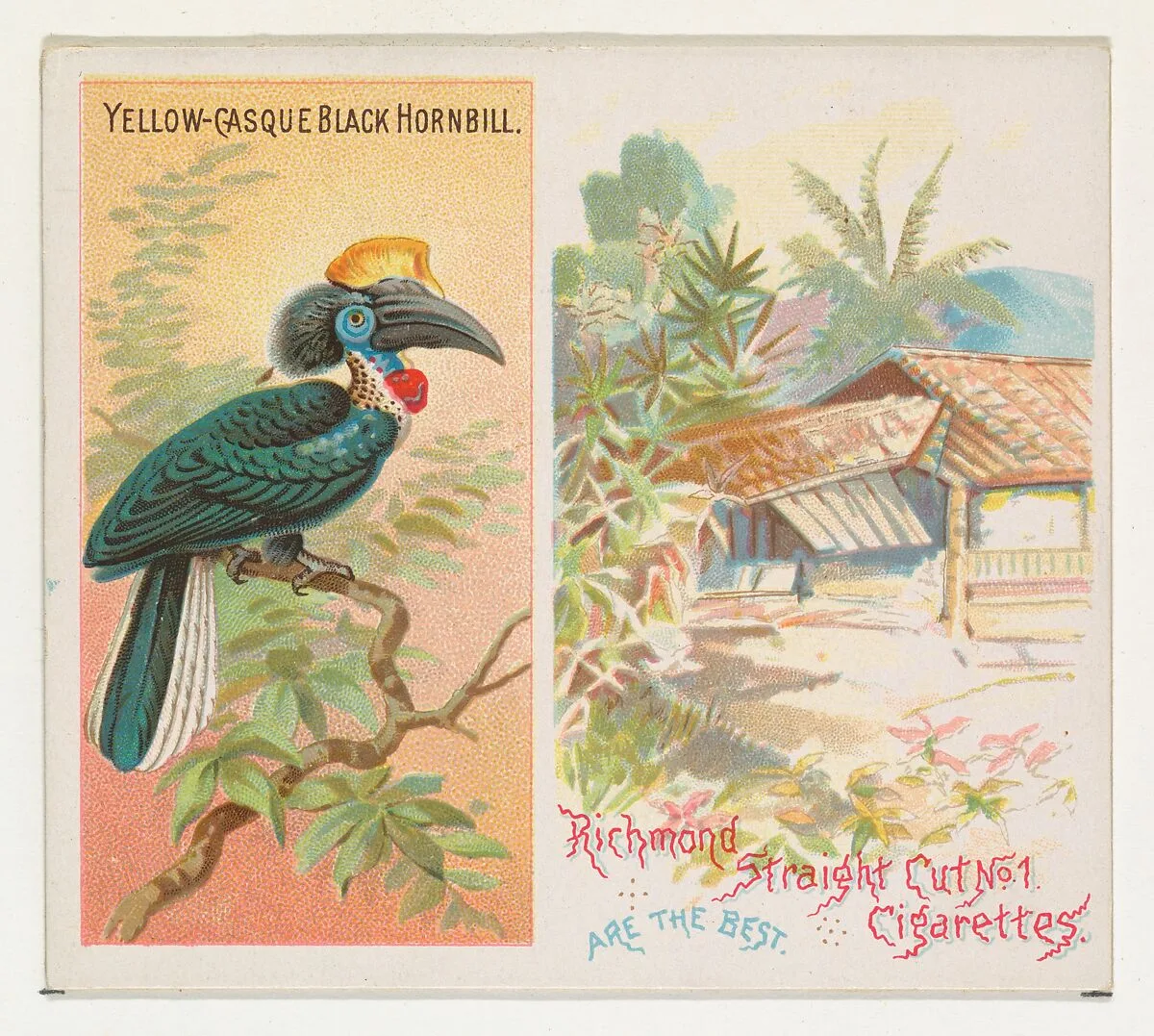 Yellow-Casque Black Hornbill, from Birds of the Tropics series (N38) for Allen & Ginter Cigarettes — Allen & Ginter|George S. Harris & Sons