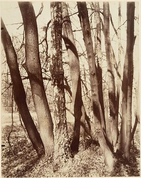 St. Cloud, Fin mai, 7 h. soir — Eugène Atget