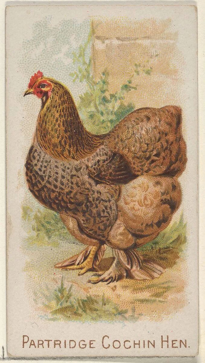 Partridge Cochin Hen, from the Prize and Game Chickens series (N20) for Allen & Ginter Cigarettes — Allen & Ginter|The Gast Lithograph & Engraving Company