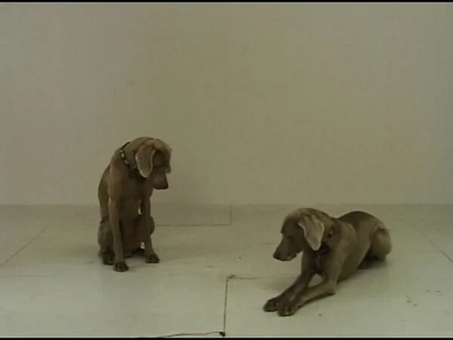 Two Dogs