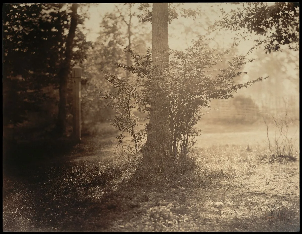 Tree Study, Forest of Fontainebleau — Gustave Le Gray