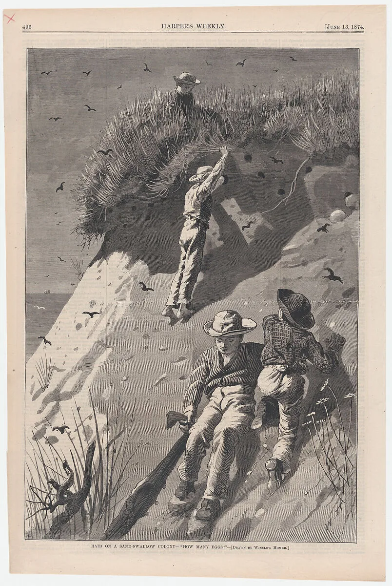 Raid on a Sand-swallow Colony – "How Many Eggs?" (from "Harper's Weekly," Vol. XVIII) — Harper & Brothers|Winslow Homer|W. H. Lagarde|Harper's Weekly