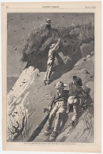 Raid on a Sand-swallow Colony – "How Many Eggs?" (from "Harper's Weekly," Vol. XVIII)