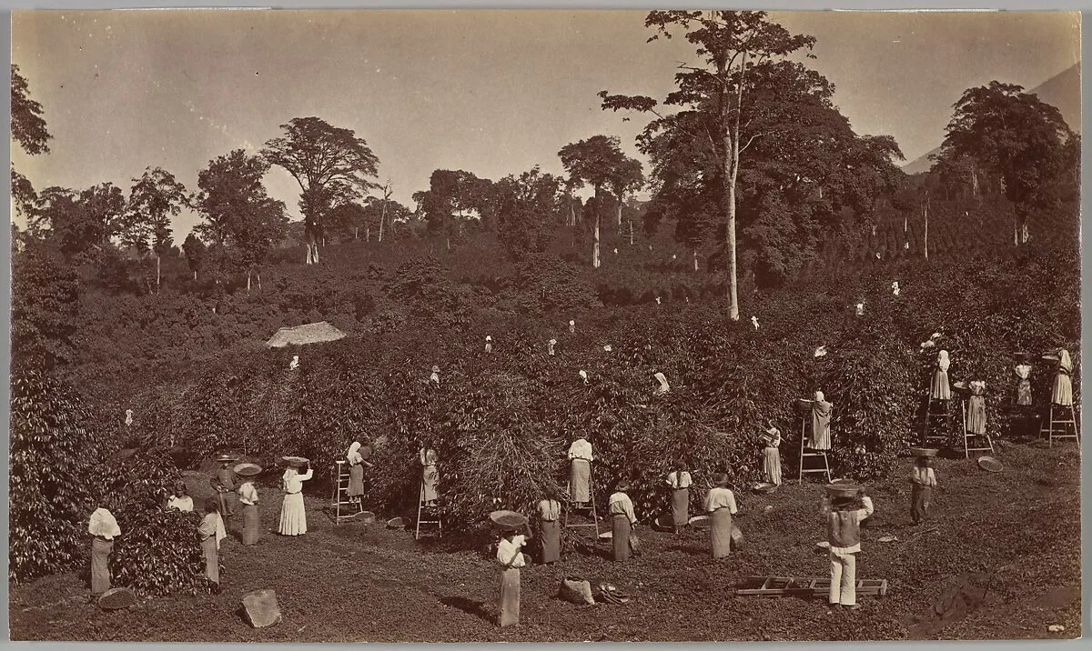 Coffee Harvesting, Las Nubes-Guatemala — Eadweard Muybridge
