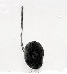 Disk ornament — Unknown
