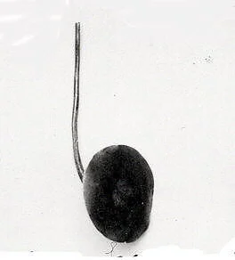 Disk ornament