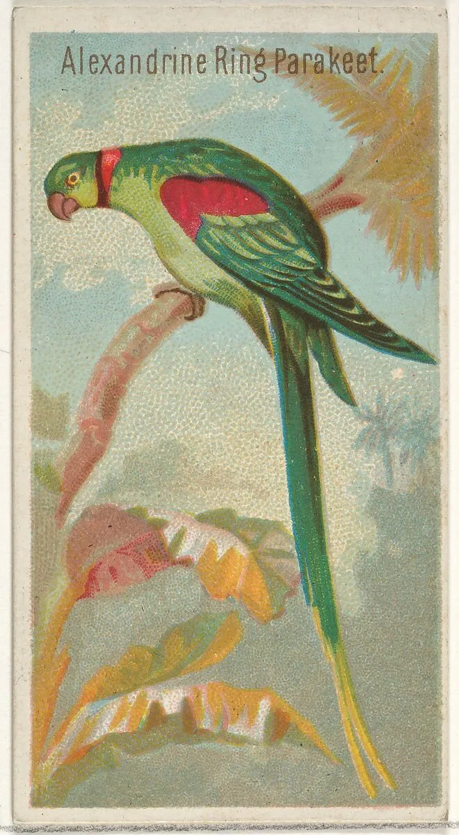 Alexandrine Ring Parakeet, from the Birds of the Tropics series (N5) for Allen & Ginter Cigarettes Brands — Allen & Ginter|George S. Harris & Sons