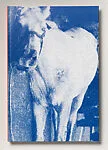My Pretty Pony — Stamperia Valdonega|Stephen King|The Library Fellows of the Whitney Museum of American Art|Barbara Kruger