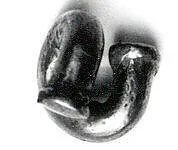 Nose ornament — Unknown