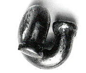 Nose ornament