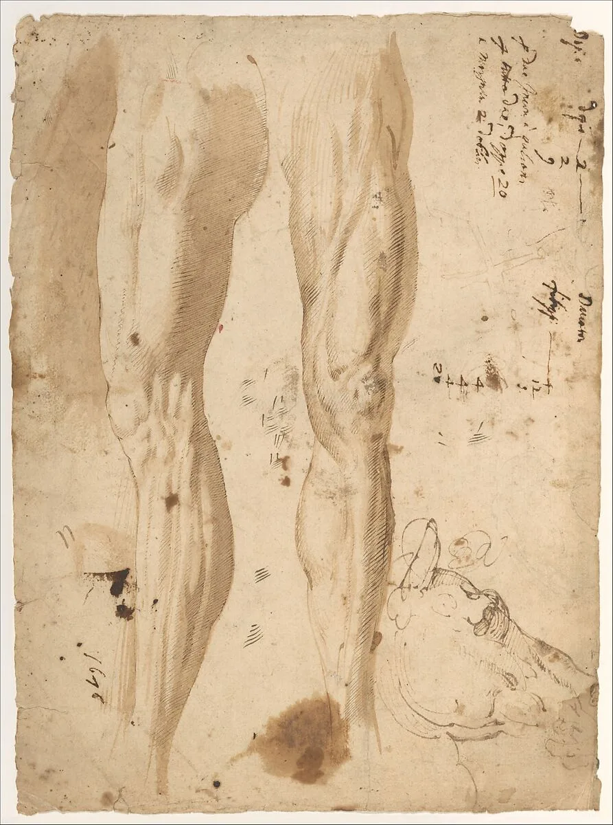 Studies of the Leg of a Man and a Horse's Head (recto); sketches of the back of a man's left shoulder and a chained (?) figure. — Central Italian