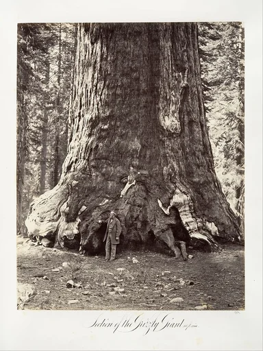 Section of the Grizzly Giant, 101 feet circumference