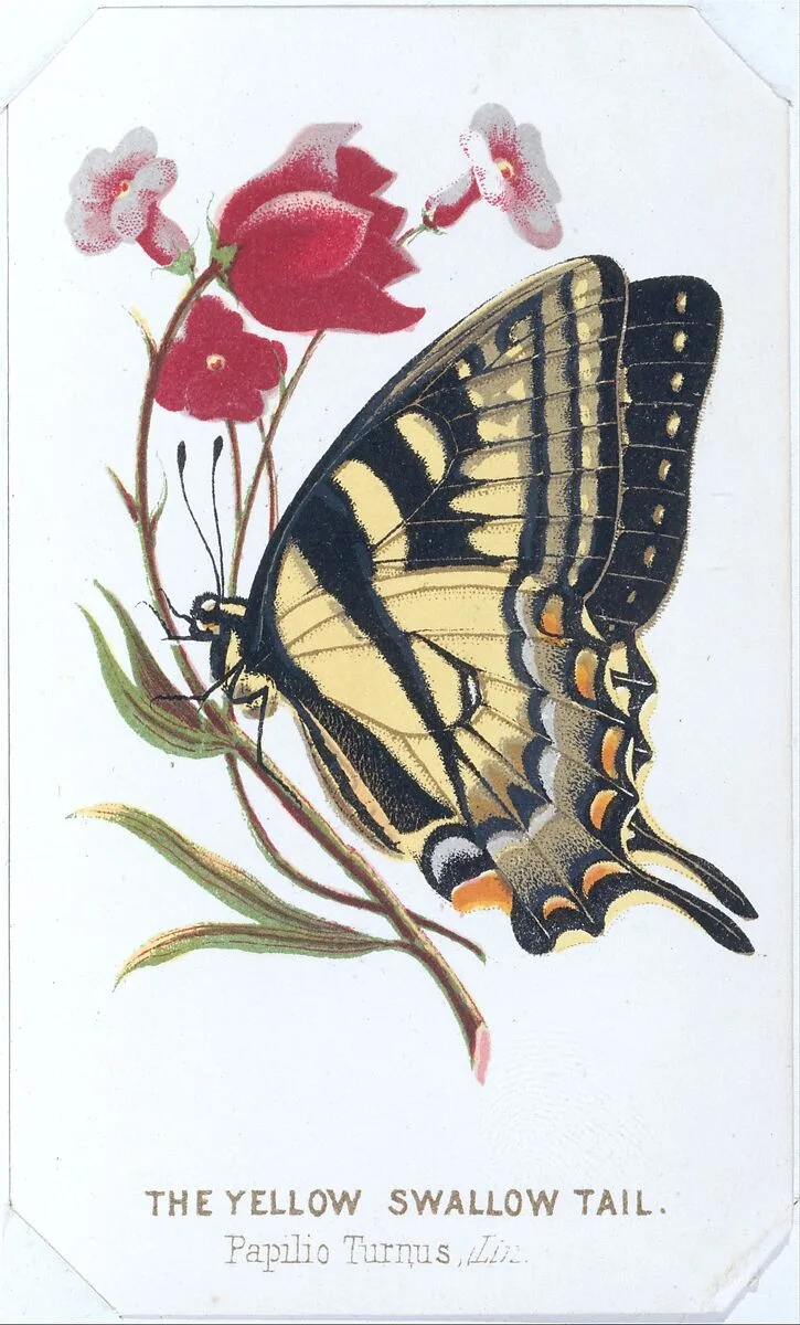 The Yellow Swallowtail from The Butterflies and Moths of America Part 2 — Louis Prang & Co.