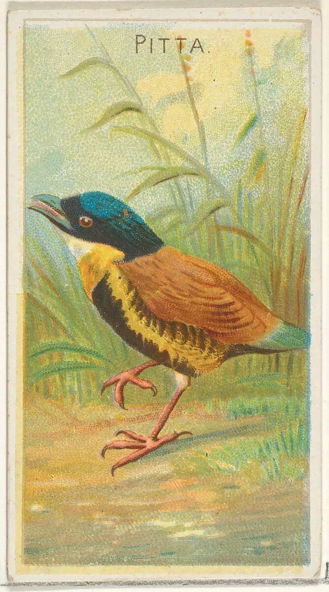 Pitta, from the Birds of the Tropics series (N5) for Allen & Ginter Cigarettes Brands — Allen & Ginter|George S. Harris & Sons