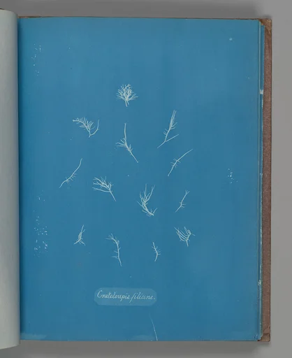 Grateloupia filicina