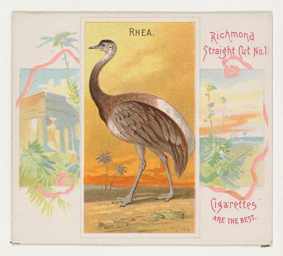 Rhea, from Birds of the Tropics series (N38) for Allen & Ginter Cigarettes — Allen & Ginter|George S. Harris & Sons