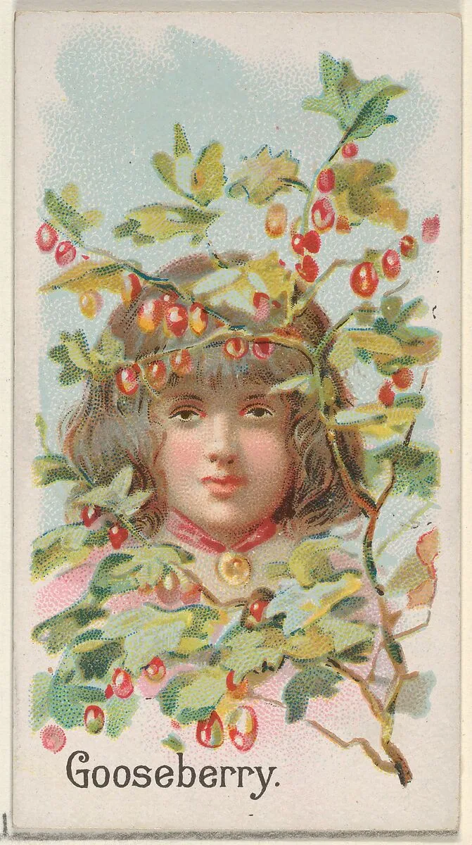 Gooseberry, from the Fruits series (N12) for Allen & Ginter Cigarettes Brands — Allen & Ginter|George S. Harris & Sons