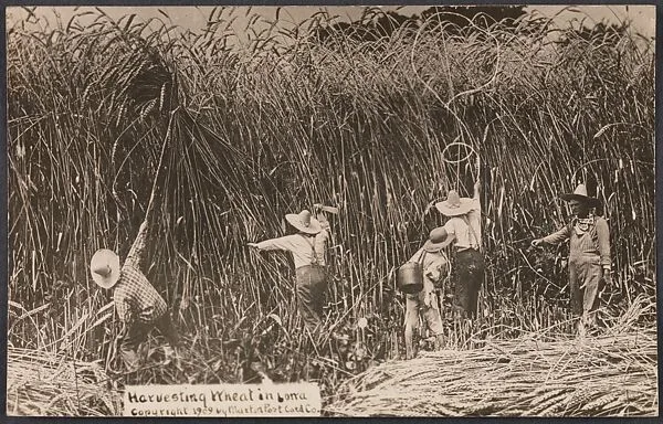 Harvesting Wheat in Iowa — William H. Martin