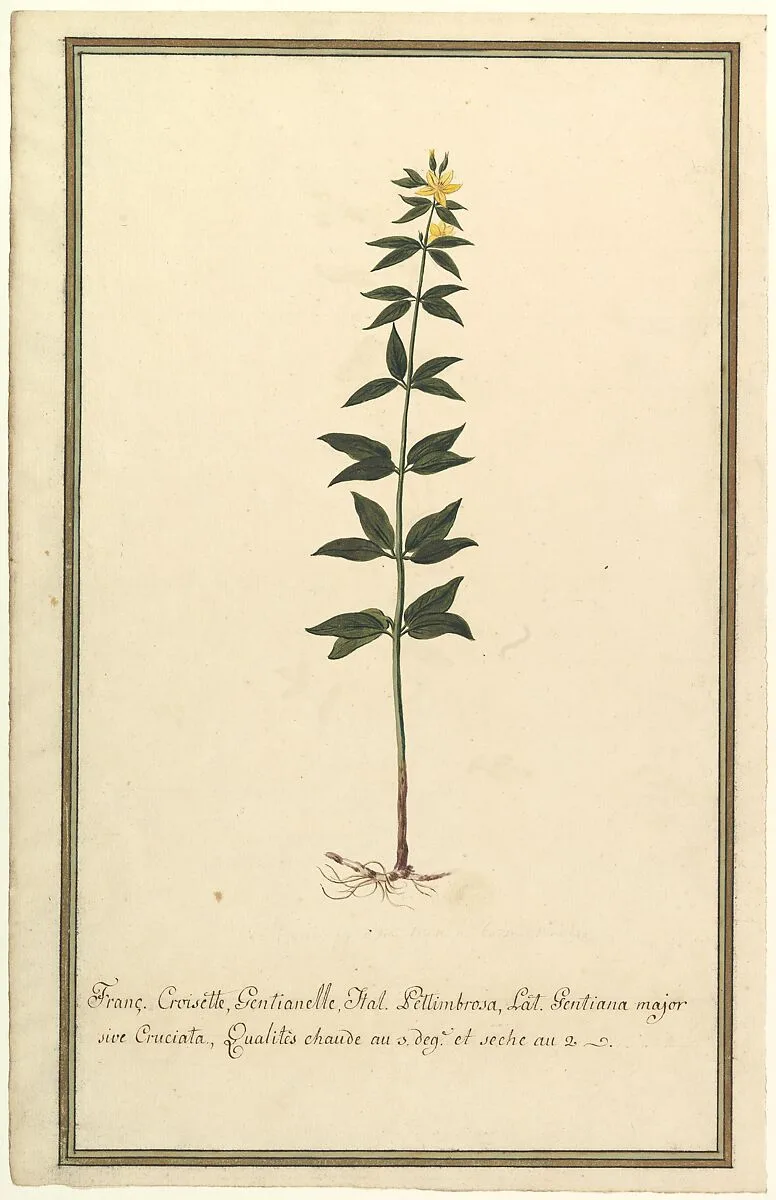 Botanical Study of a type of Yellow Gentian (genus Gentiana Major) (recto); Botanical Study of the Ascyrum Hypericoides (verso) — Anonymous, French, 19th century