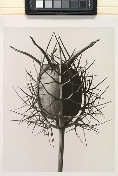 Nigella Damascena Spinnenkopf — Karl Blossfeldt|Jürgen Wilde