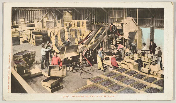 Stemming Raisins in California, No. 7495 — Detroit Publishing Company