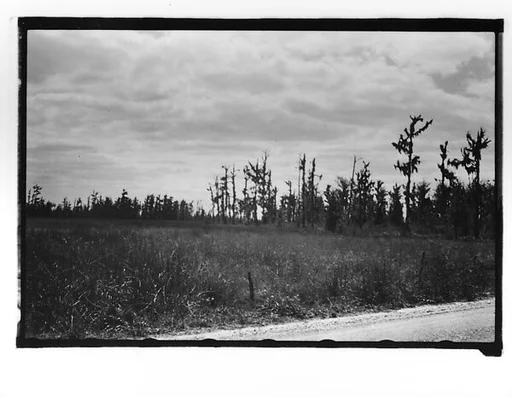 [Cypress Trees, From Moving Automobile, New Orleans Vicinity, Louisiana]