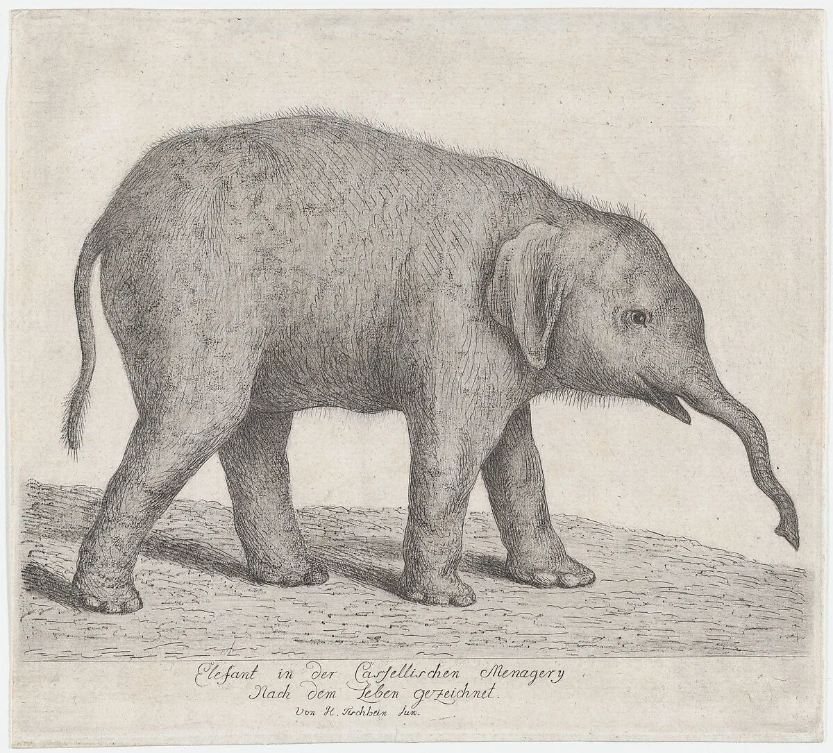 A Young Elephant — Johann Heinrich Tischbein the Younger