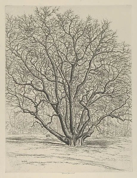 Giant Sycamore — Ernest Haskell