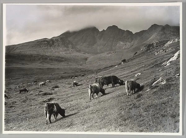 West Highland Cattle Grazing at Torrin with the Blaven Mountains in the Background, Skye — Robert Moyes Adam