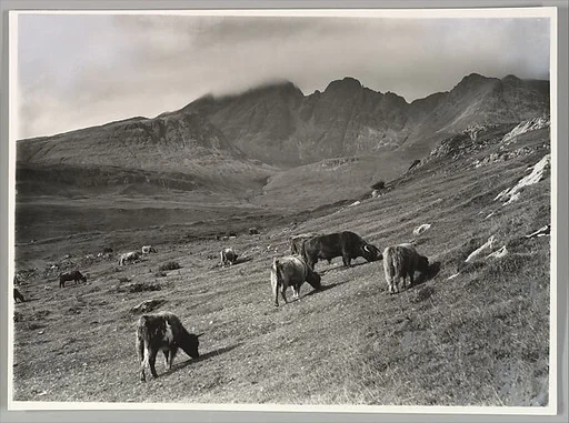 West Highland Cattle Grazing at Torrin with the Blaven Mountains in the Background, Skye