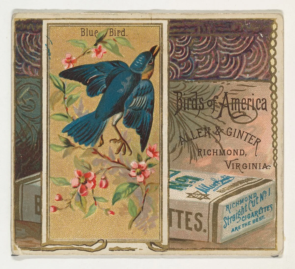 Bluebird, from the Birds of America series (N37) for Allen & Ginter Cigarettes — Allen & Ginter