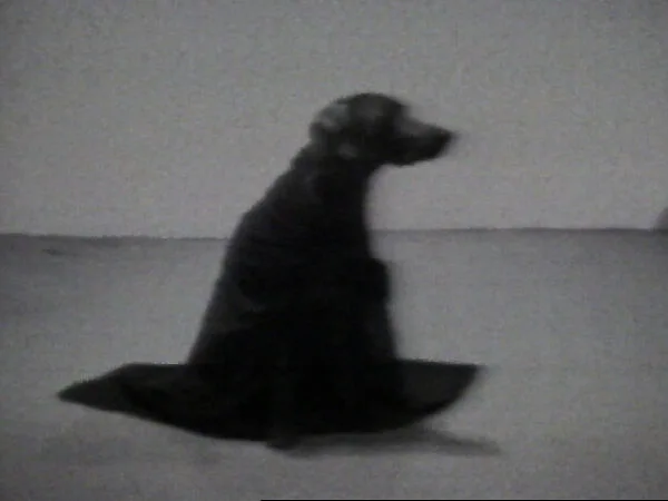 Cape On — William Wegman