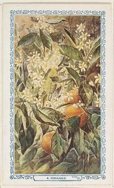 4. Orange, bakery insert card from the Flower Pictures series (D36), issued by the Freihofer Baking Company — Freihofer Baking Company
