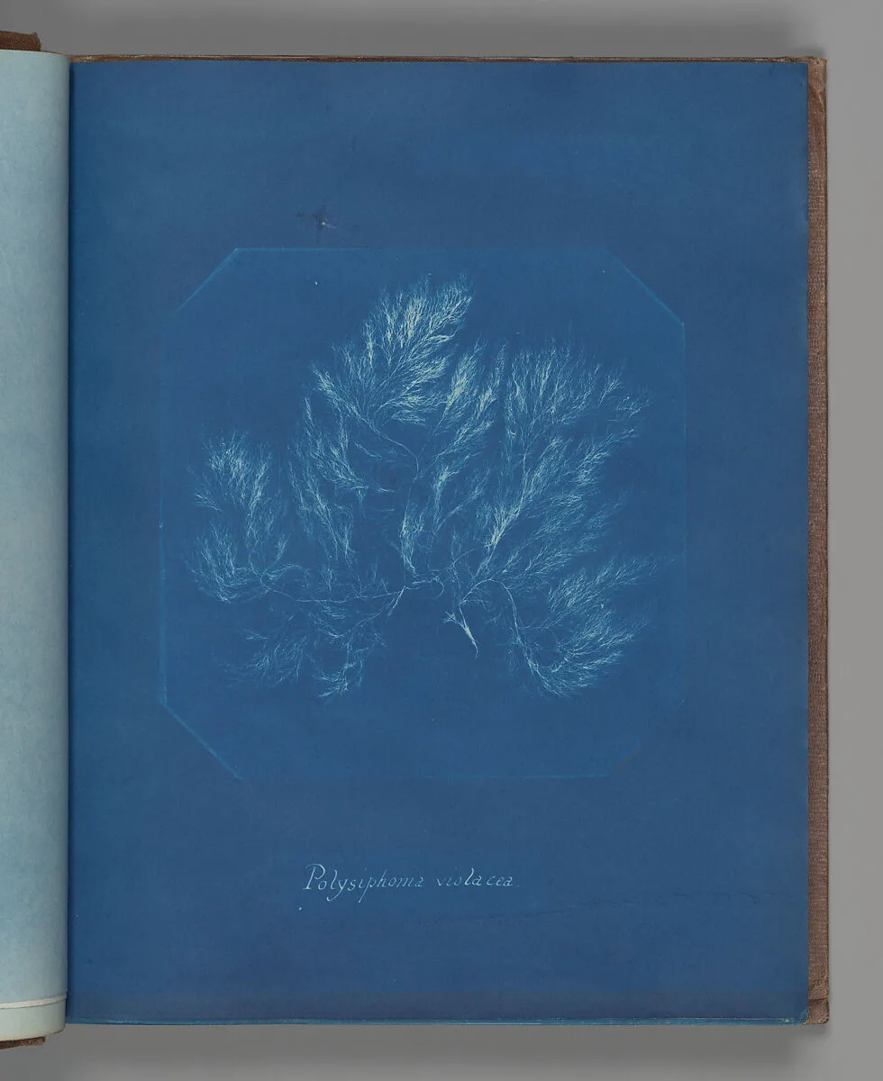 Polysiphonia violacea — Anna Atkins