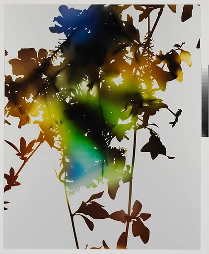 012 (from the series "Flowers")