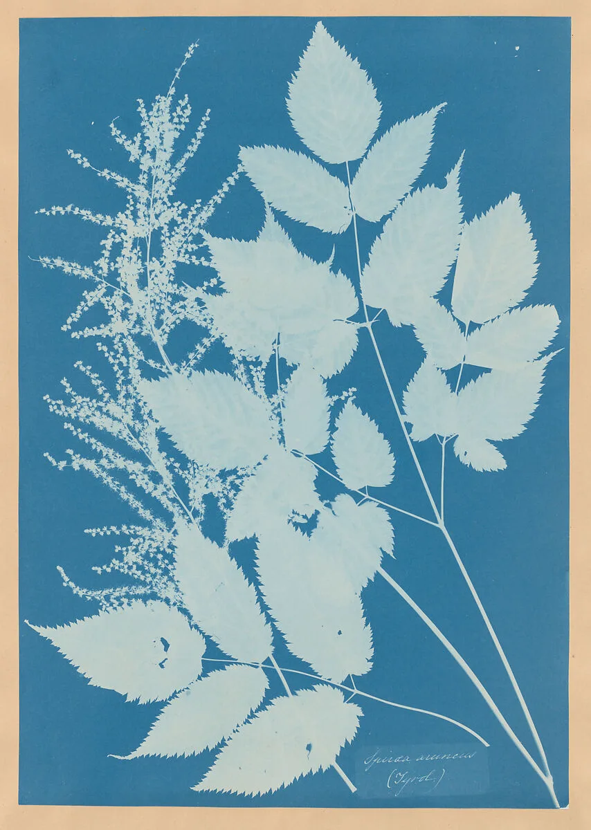 Spiraea aruncus (Tyrol) — Anna Atkins
